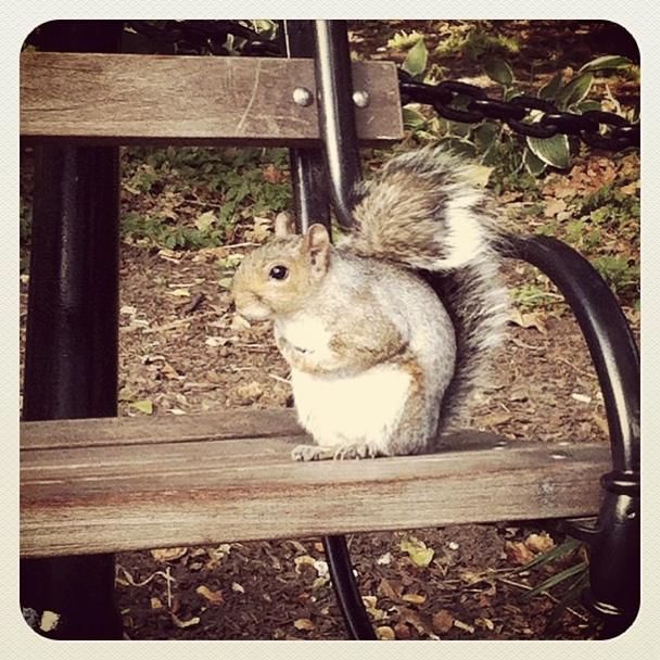 Squirrel at Washington Square Park